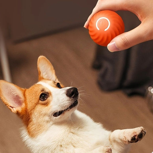 Interactive Moving Ball Toy